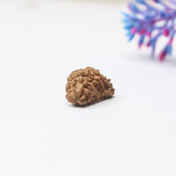 1 Mukhi Rudraksha (Lab-Certified) Symbol of Divine Energy