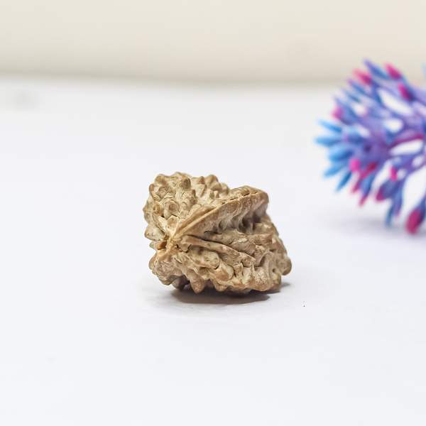 2 Mukhi Rudraksha (Lab-Certified) Harmonize Your Mind, Heart & Soul