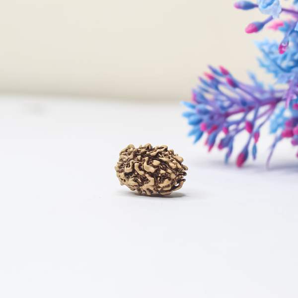 3 Mukhi Rudraksha (Lab-Certified) Burn Past Karmas & Inner Transformation