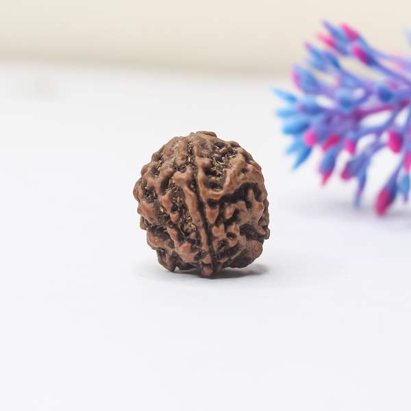 4 Mukhi Rudraksha (Lab-Certified) for Wisdom, & Focus