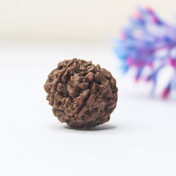 5 Mukhi Rudraksha (Lab-Certified) for Divine Protection & Spiritual Balance
