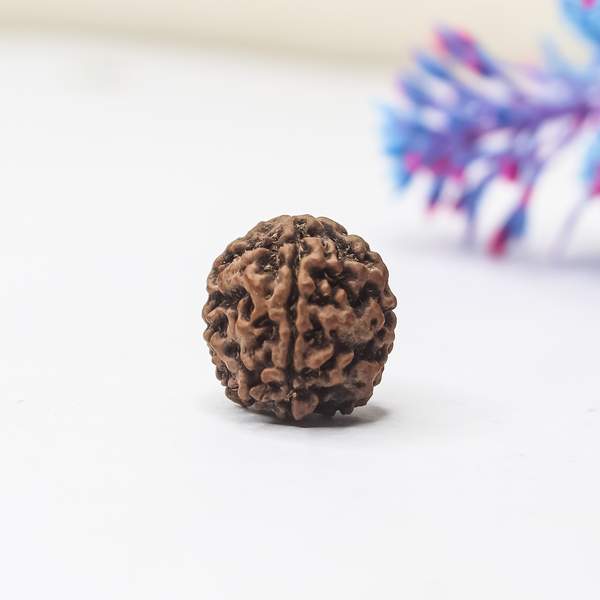6 Mukhi Rudraksha (Lab-Certified) Power of Stability, & Confidence