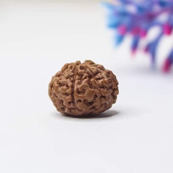 7 Mukhi Rudraksha (Lab-Certified) for Prosperity & Divine Protection