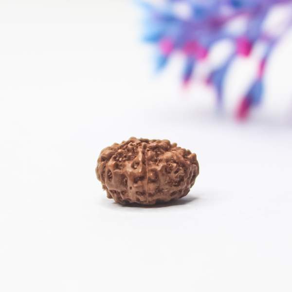 8 Mukhi Rudraksha (Lab-Certified) Obstacle Remover & Success Enhancer