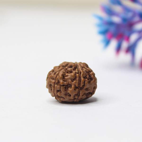 9 Mukhi Rudraksha (Lab-Certified) for Strength & Spiritual Awakening
