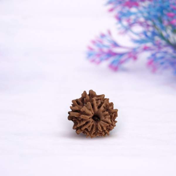 Certified 10 Mukhi Nepali Rudraksh for Protection, Peace & Stability