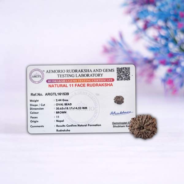Certified 11 Mukhi Nepali Rudraksh for Strength, Courage & Fearlessness 2