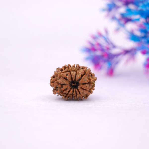 Certified 12 Mukhi Nepali Rudraksh for Leadership, Confidence & Power
