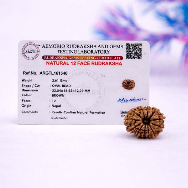 Certified 12 Mukhi Nepali Rudraksh for Leadership, Confidence & Power 2