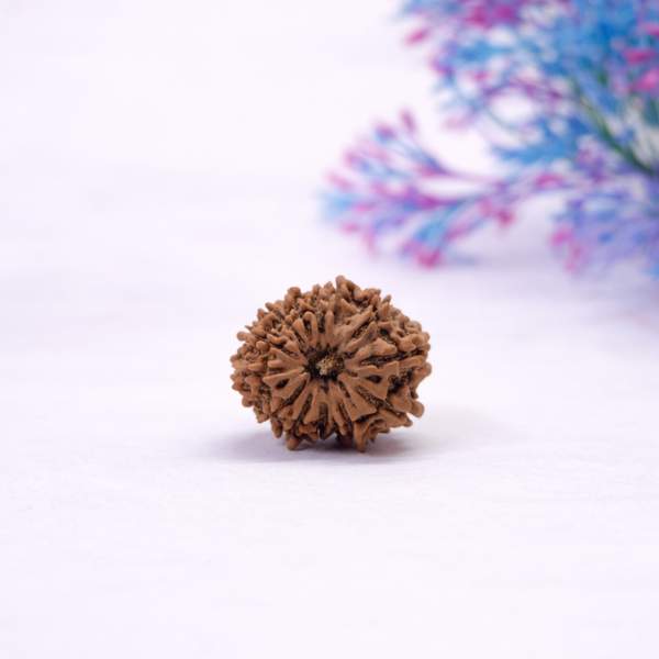 Certified 13 Mukhi Nepali Rudraksh for Attraction, Creativity & Success