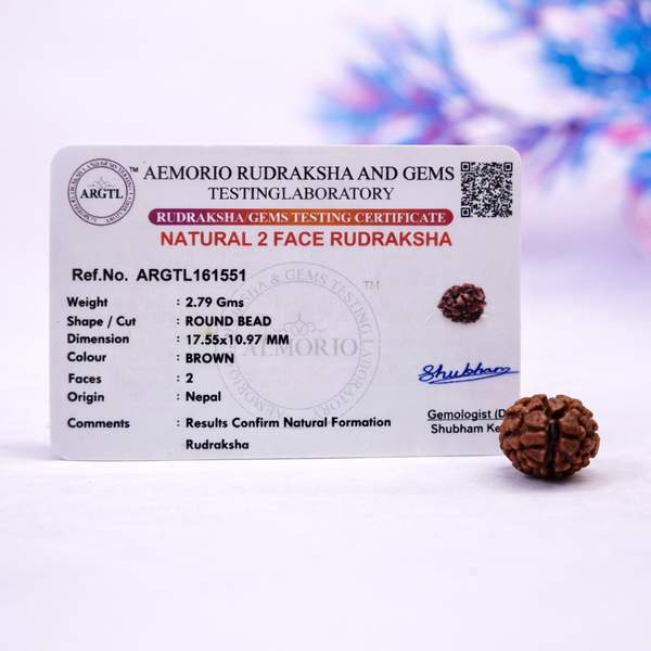 Certified 2 Mukhi Nepali Rudraksh for Relationship Harmony & Emotional Balance 2