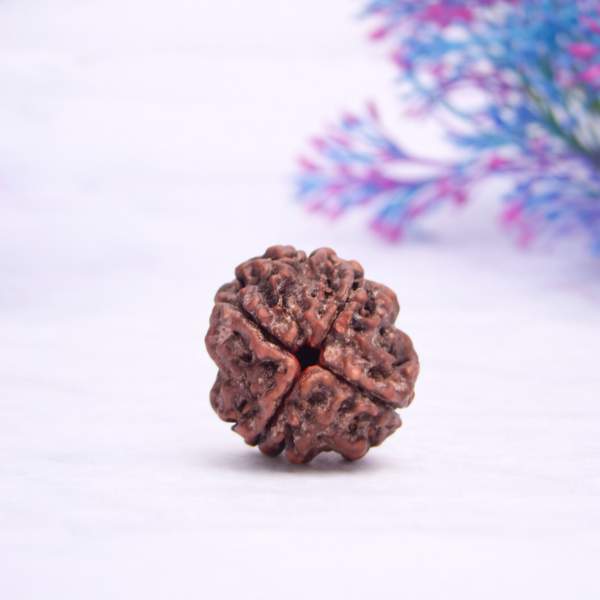 Certified 4 Mukhi Nepali Rudraksh for Knowledge, Communication & Clarity