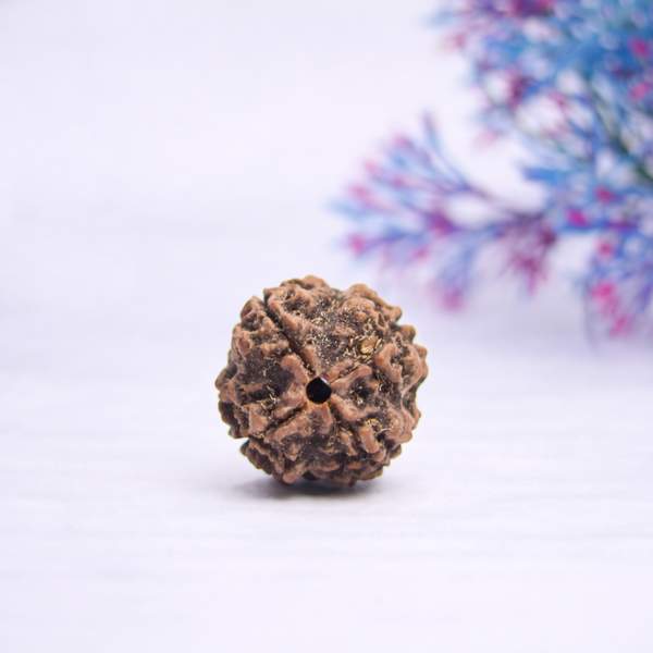 Certified 5 Mukhi Nepali Rudraksh for Peace and Balance