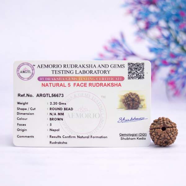 Certified 5 Mukhi Nepali Rudraksh for Peace and Balance 2