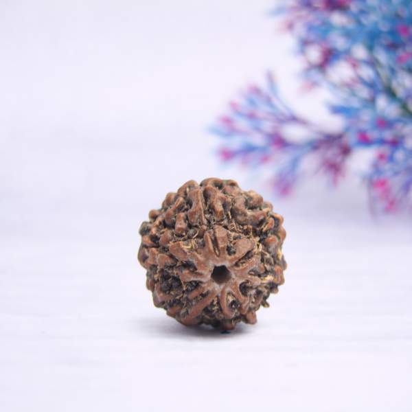 Certified 6 Mukhi Nepali Rudraksh for Discipline, Stability & Focus
