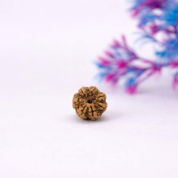 Certified 7 Mukhi Nepali Rudraksh for Prosperity, Stability & Growth