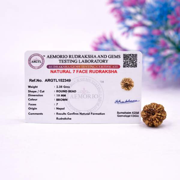 Certified 7 Mukhi Nepali Rudraksh for Prosperity, Stability & Growth 2