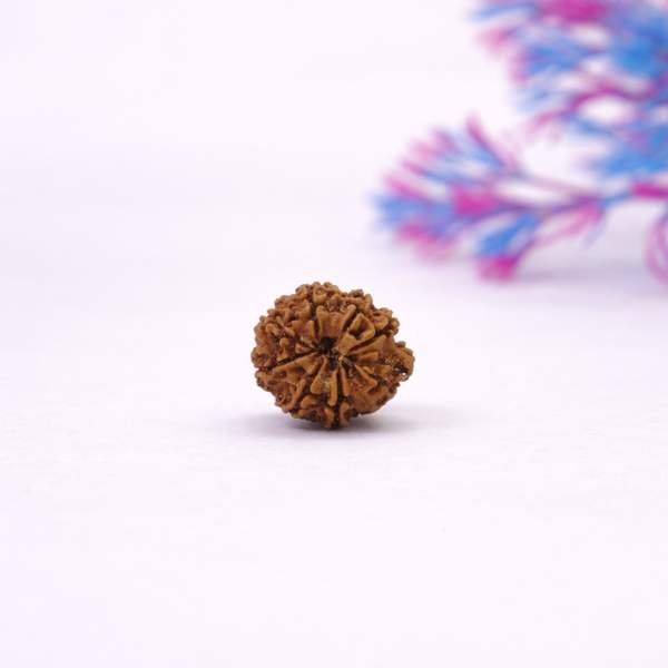 Certified 8 Mukhi Nepali Rudraksh for Wisdom, Clarity & Obstacle Removal