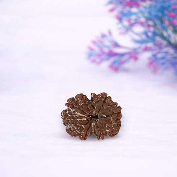 Gauri Shankar Rudraksha (Lab-Certified) Divine Union & Spiritual Harmony